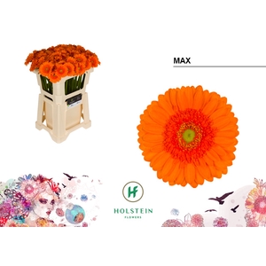 GE MI Max emmer x80