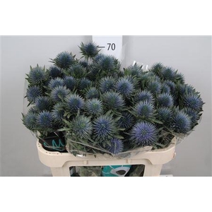 Eryngium  'Magnetar Questar'