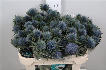 <h4>Eryngium  'Magnetar Questar'</h4>