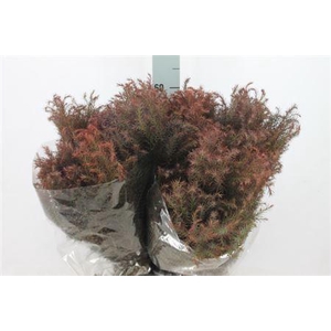 Cryptomeria Red Per Bos