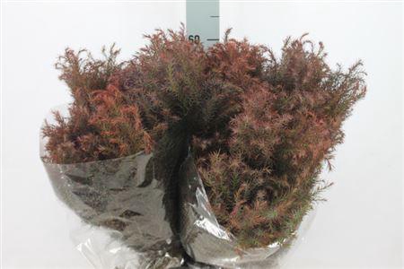 <h4>Cryptomeria Red Per Bos</h4>