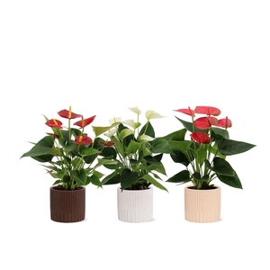 Anthurium 12 cm 3 color mix in Lou ceramics