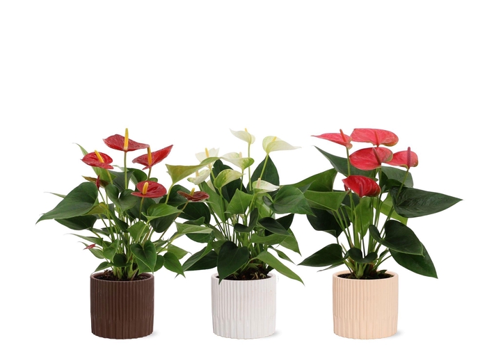 <h4>Anthurium 12 cm 3 color mix in Lou ceramics</h4>