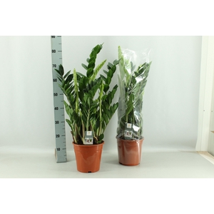ZAMIO ZAMIIFOLIA