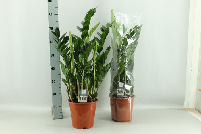 <h4>ZAMIO ZAMIIFOLIA</h4>