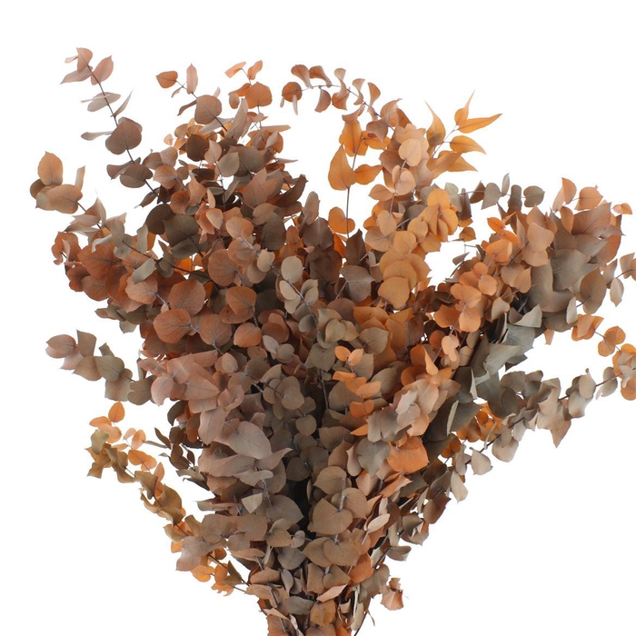 <h4>Pres Ruscus It Orange</h4>