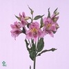 EUC CINEREA PER BOS