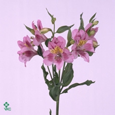 EUC CINEREA PER BOS