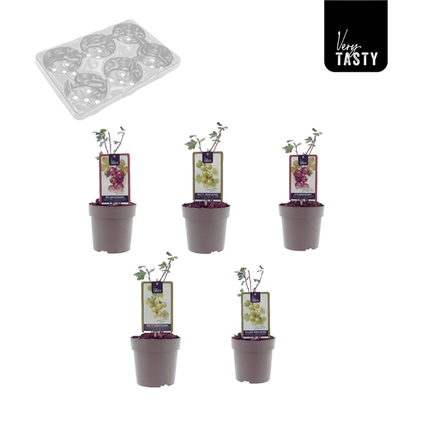 <h4>Gooseberry Mix-Tray</h4>