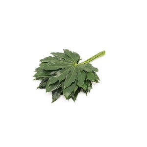 Aralia 35cm Don Pepe