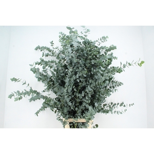 EUC CINEREA XXL PER STEM