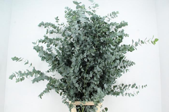 <h4>EUC CINEREA XXL PER STEM</h4>