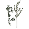 OLIVE STEMS 150CM