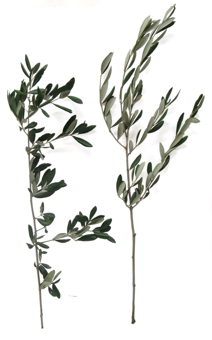 OLIVE STEMS 150CM