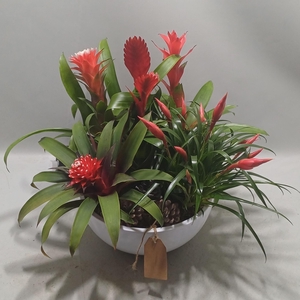 Coupe riga white X-mass