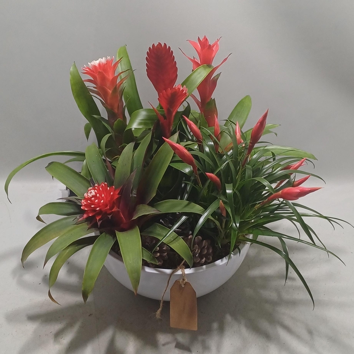 <h4>Coupe riga white X-mass</h4>