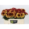 Dahlia Creme de Cognac