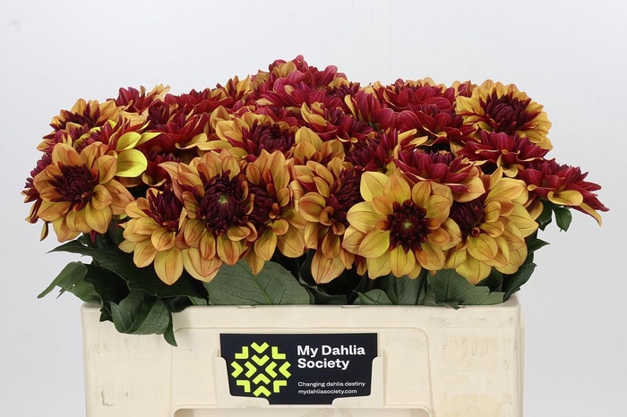 <h4>Dahlia Creme de Cognac</h4>