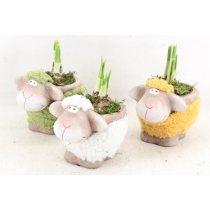arr4 Narcis RN - Colorful sheep mini