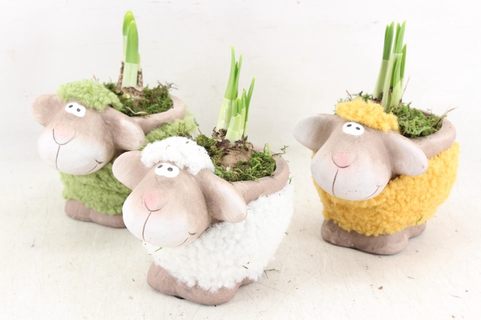 <h4>arr4 Narcis RN - Colorful sheep mini</h4>
