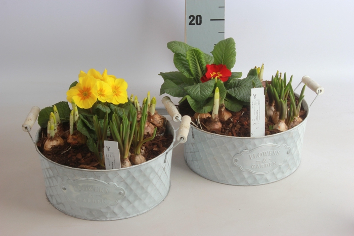 <h4>ARR BOL KNOLGEWAS</h4>