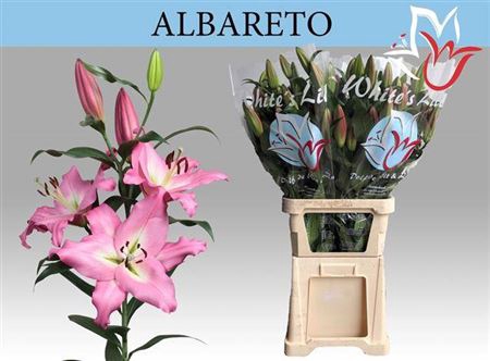 <h4>Li Ot Albareto</h4>