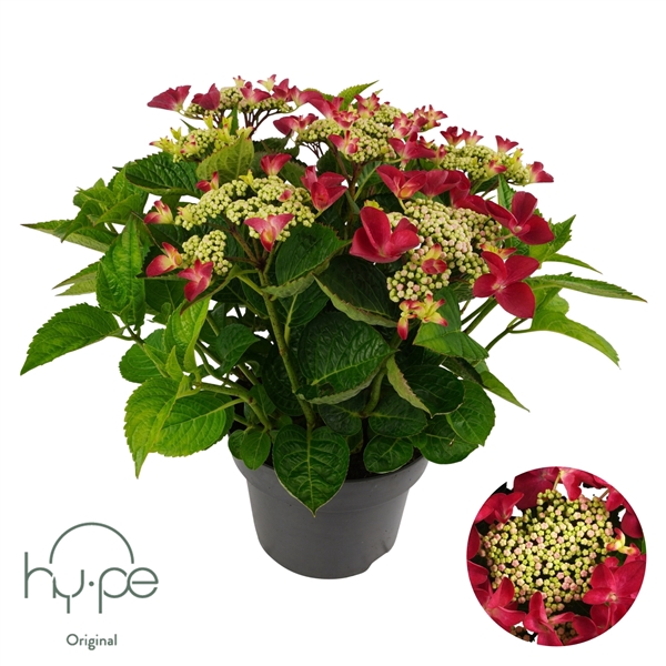 <h4>Hydrangea Lacecap Red 10+ | Hy-pe Original</h4>