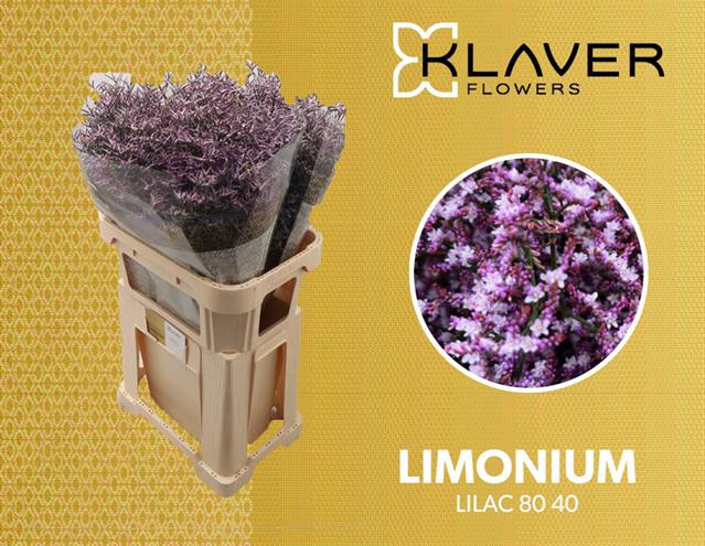 Lim Saf Lilac 80 40