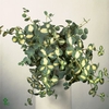 SEDUM SIEBOLDII