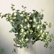SEDUM SIEBOLDII