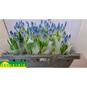 Muscari Carola + Bol