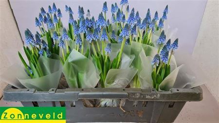 <h4>Muscari Carola + Bol</h4>