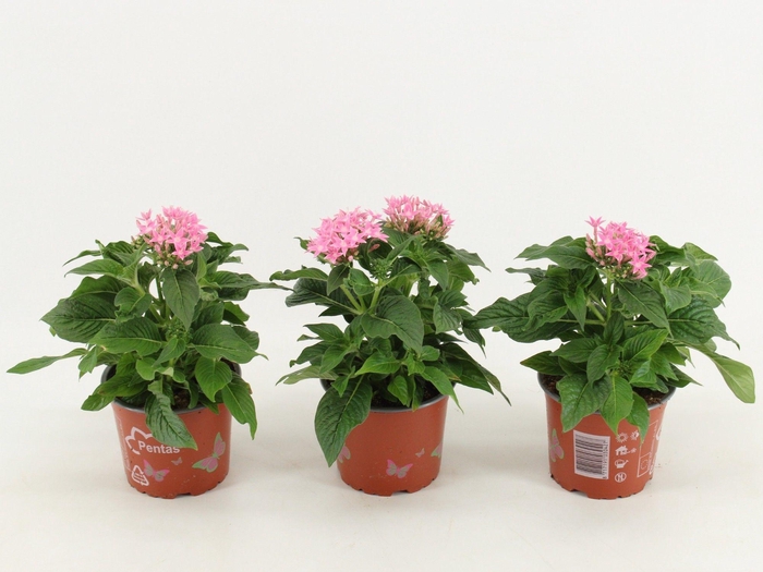 <h4>Pentas Graffiti Pink</h4>