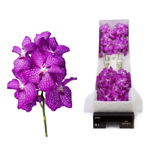 Vanda 8 tak pink magic