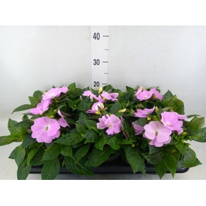 Impatiens NG 'Tamarinda Violet'