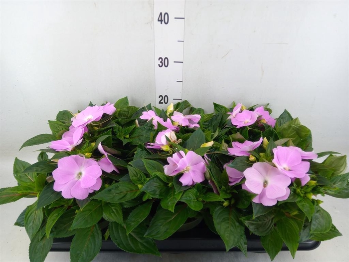 <h4>Impatiens NG 'Tamarinda Violet'</h4>