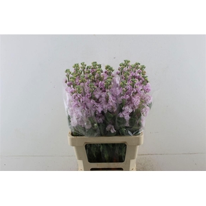 MATTH AIDA CHERRYBLO