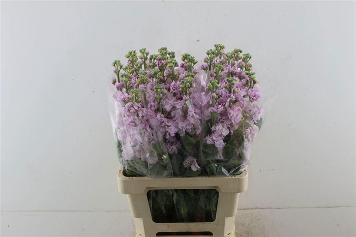 <h4>MATTH AIDA CHERRYBLO</h4>