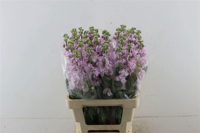 <h4>MATTH AIDA CHERRYBLO</h4>