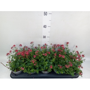 Diascia  'Piccadilly Red'