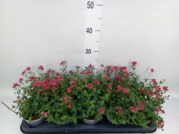 <h4>Diascia  'Piccadilly Red'</h4>