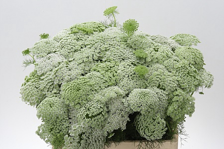 Ammi Visnaga