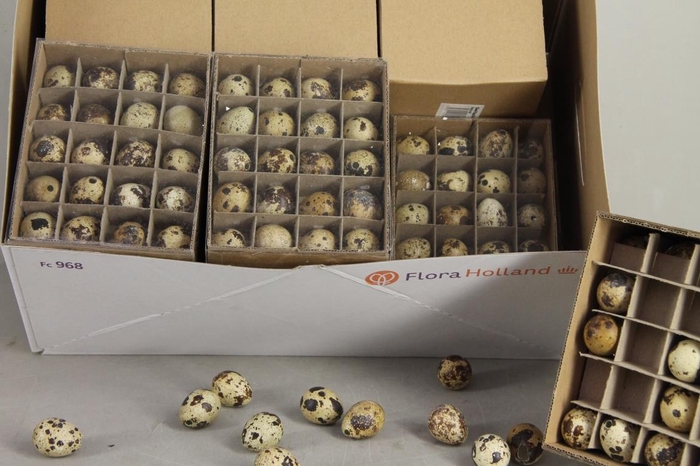 <h4>Egg Quail Box(60pcs)</h4>