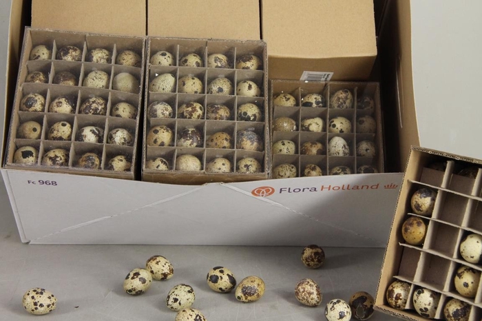 <h4>Egg Quail Box(60pcs)</h4>