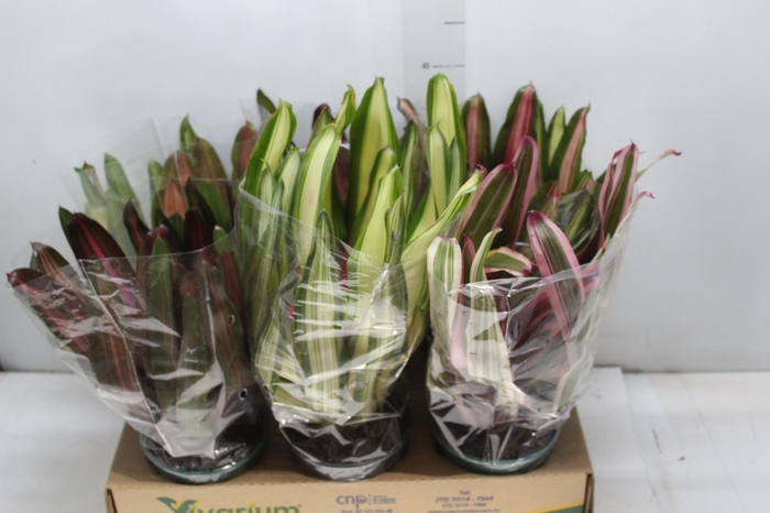 <h4>NEOREGELIA VARIADA P14</h4>