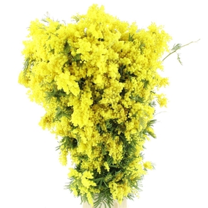 ACACIA GR RETINODES