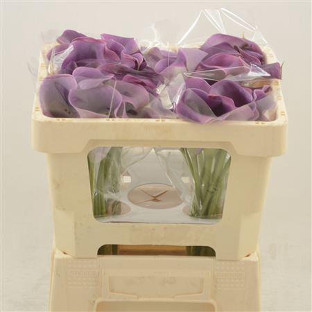 <h4>Calla Promise</h4>