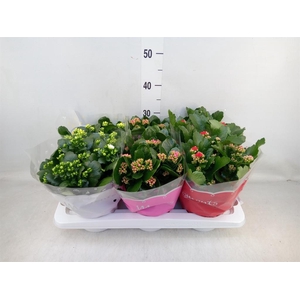 Kalanchoe blos.   ..rosebud mix  4