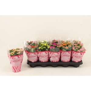 Kalanchoe blos.   ..rosebud mix  5