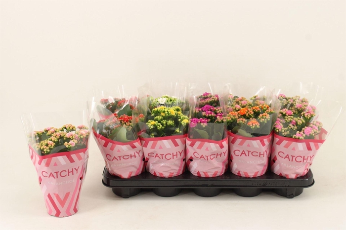 <h4>Kalanchoe blos.   ..rosebud mix  5</h4>